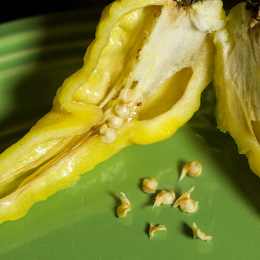 Yellow Fever Pepper Seeds - The Pepper Pantry (Formerly Marie Sharp's)